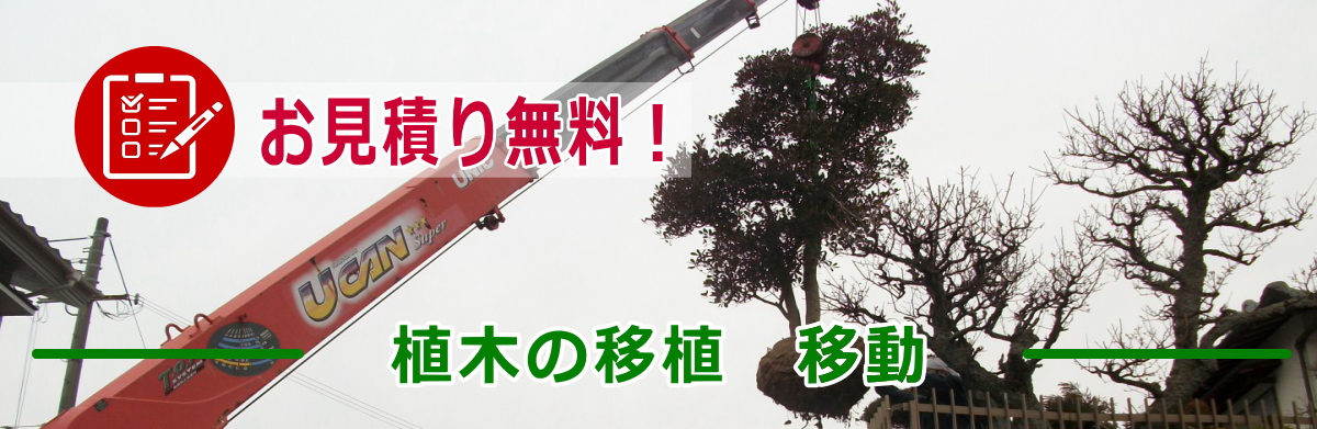 植木の移植 移動見積り無料!